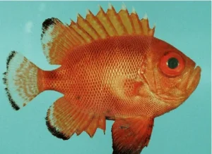Bigeye-Fish