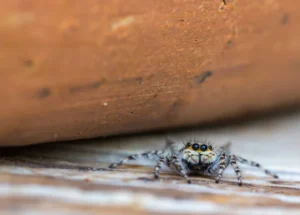 Are House Spiders a Problem or a Benefit in Your Home