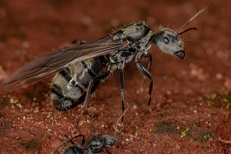 The “Bugsisdead” Phenomenon: Unraveling the Viral Trend